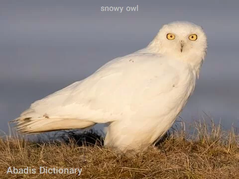 snowy owl